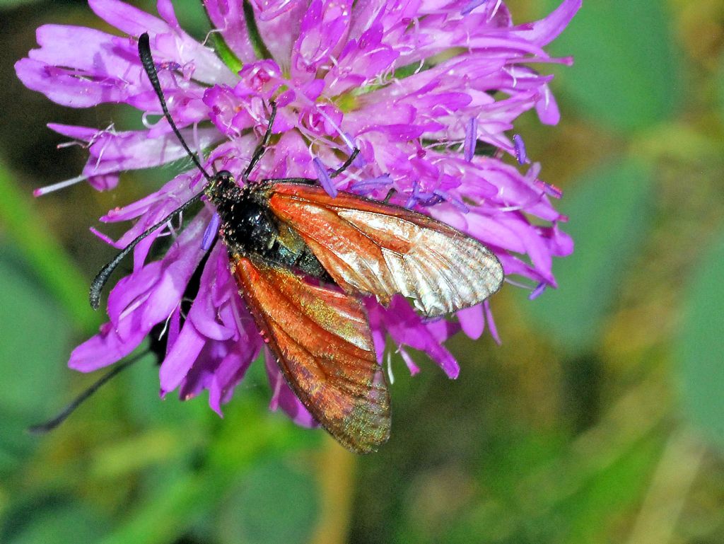 Ancora una Zygaena,  Zygaena rubicundus